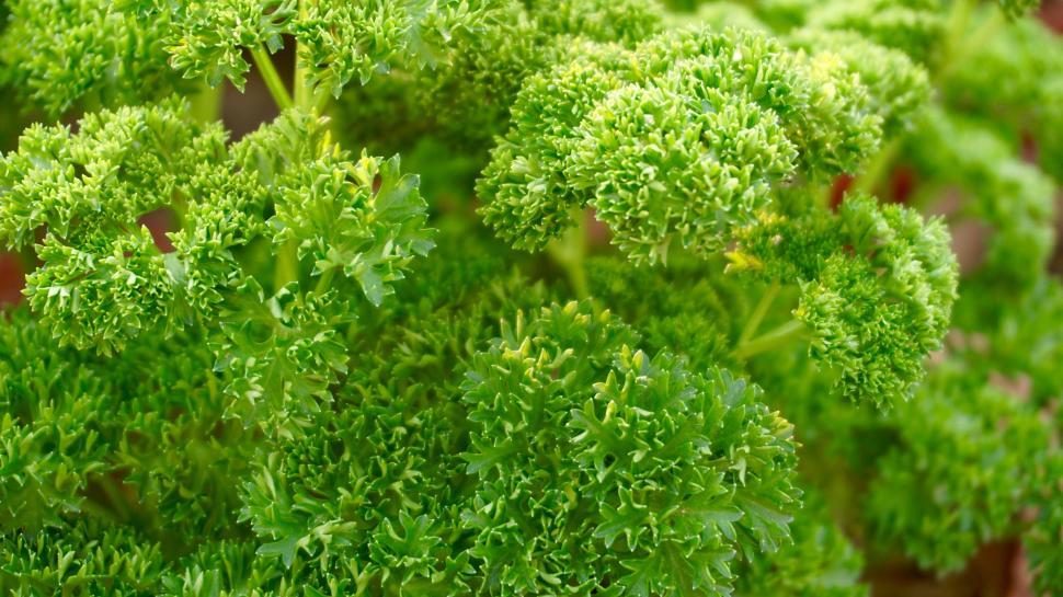 Free Image of Green Flowers  