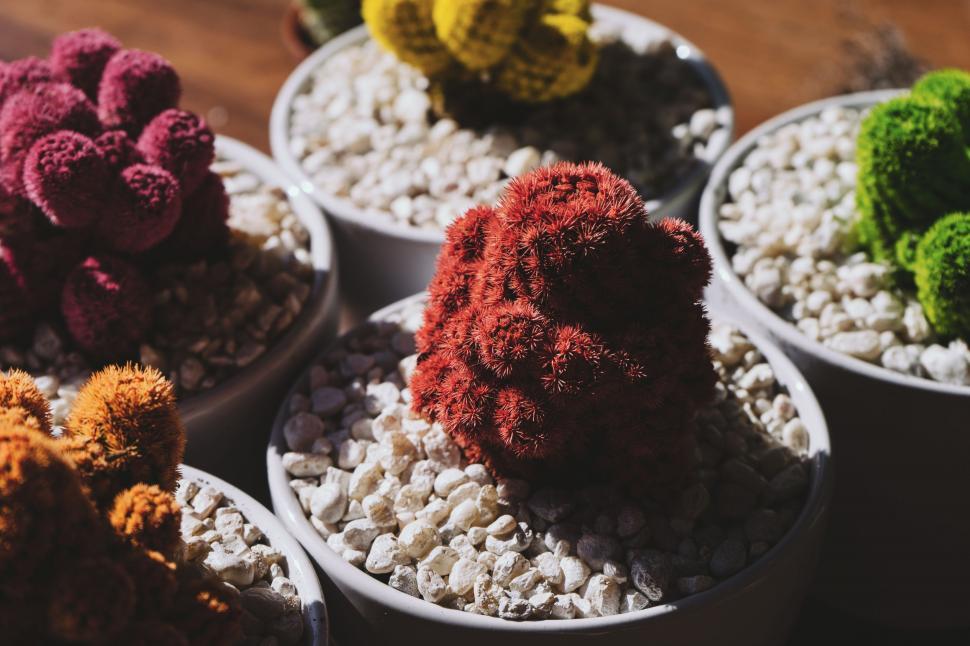Free Image of Cactus Plants 