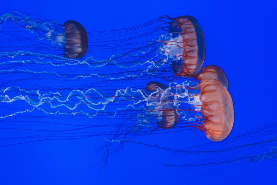 Free Image of Jellyfishes with Tentacles 