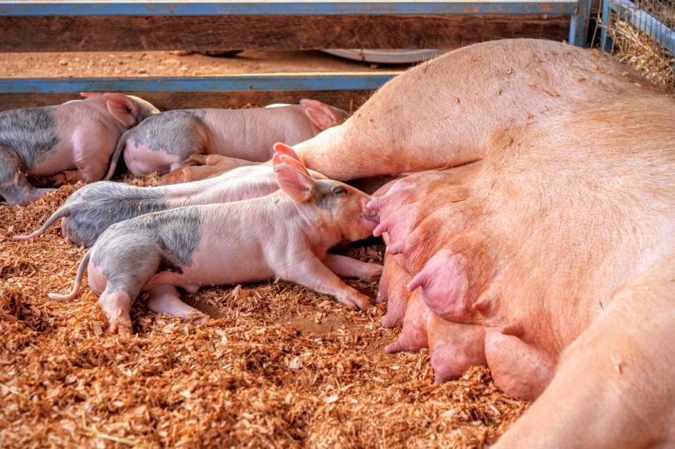 Free Image of Newborn piglets suckling 
