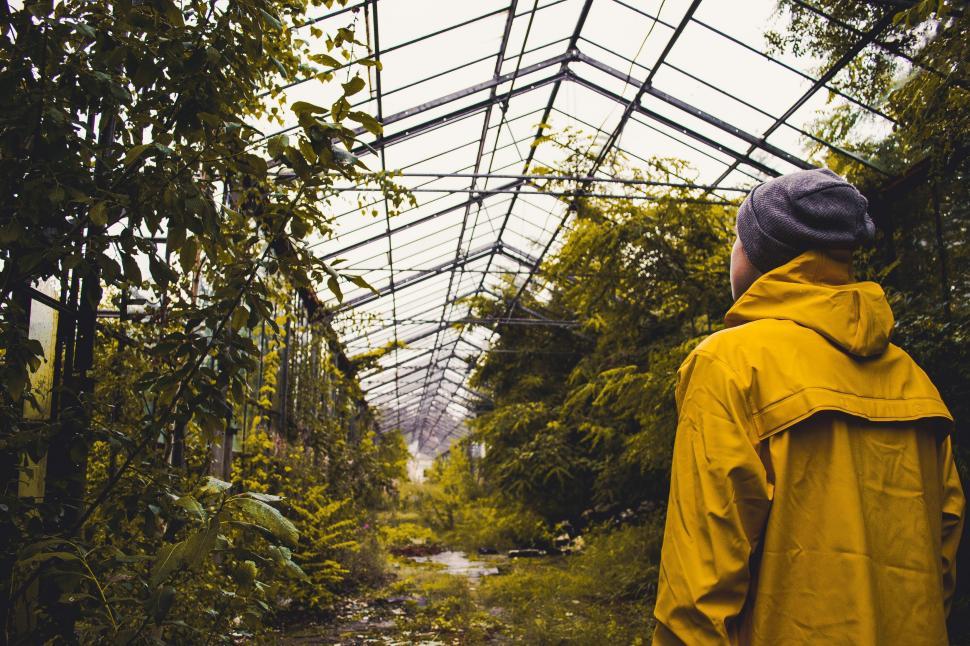 Free Image of Back side view of man in greenhouse  