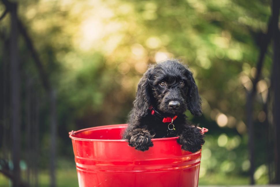 Free Image of Black Dog and Bucket  