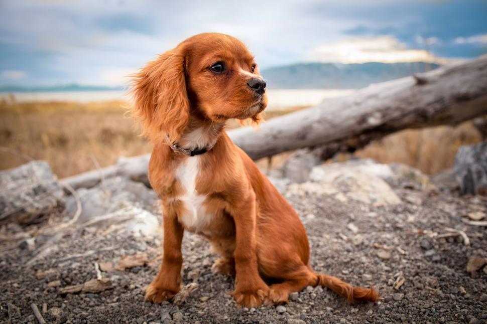 Free Image of Tiny Dog  