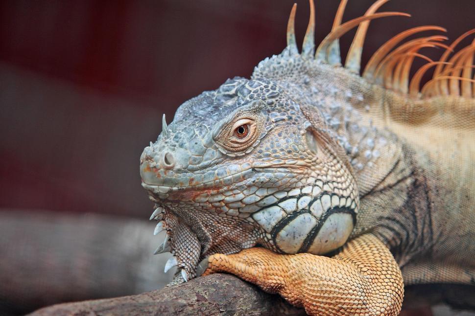 Free Image of Lesser Antillean iguana 