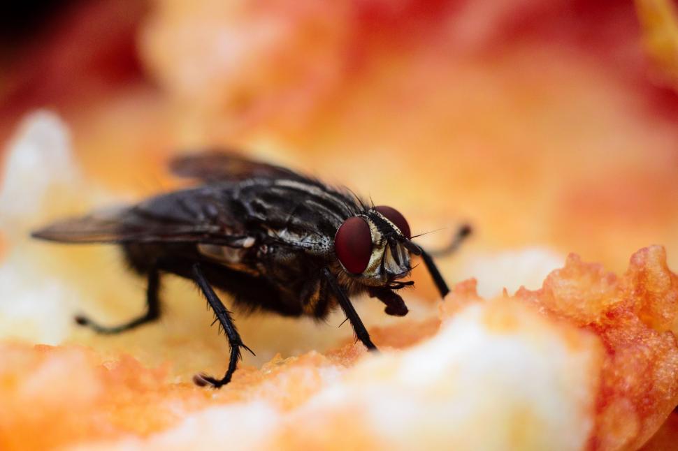 Free Image of Rhinophoridae 