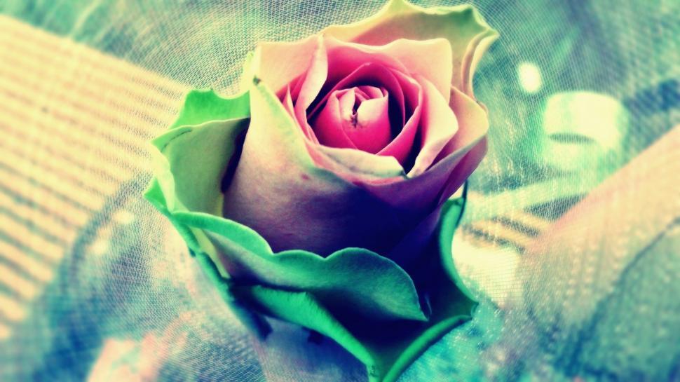 Free Image of Single Flower in Colorful Light  