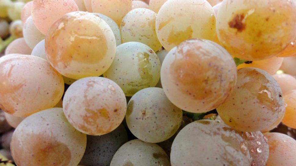 Free Image of White grapes - background  