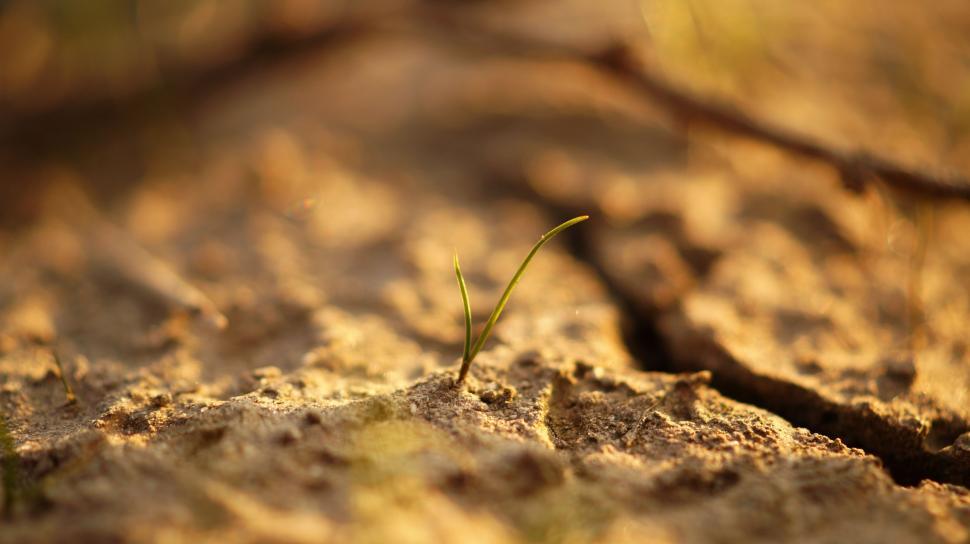 Free Image of Sand Farming  