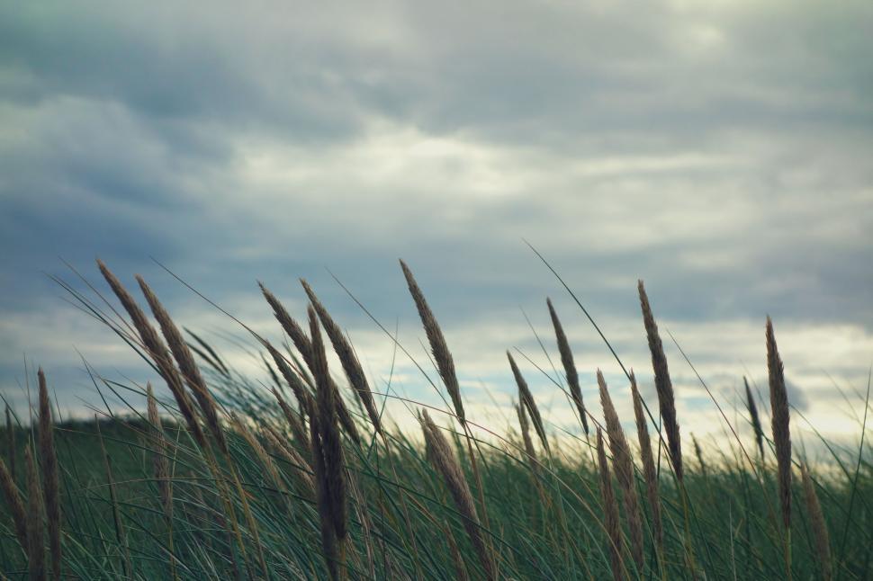 Free Image of Wheat Straw  