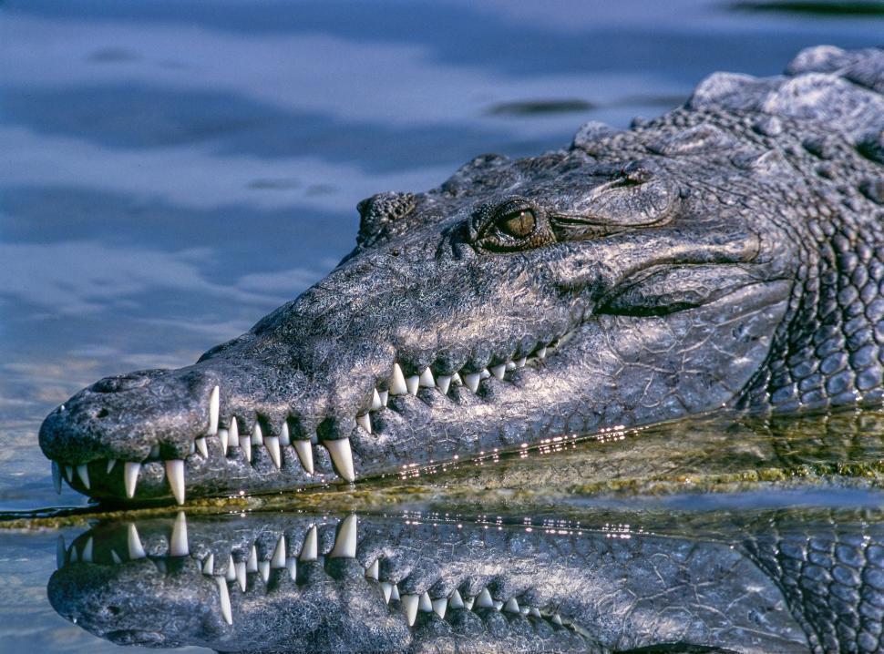 Free Image of Alligator teeth 