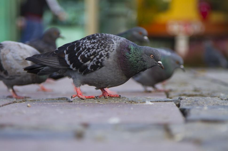 Free Image of Pigeons  