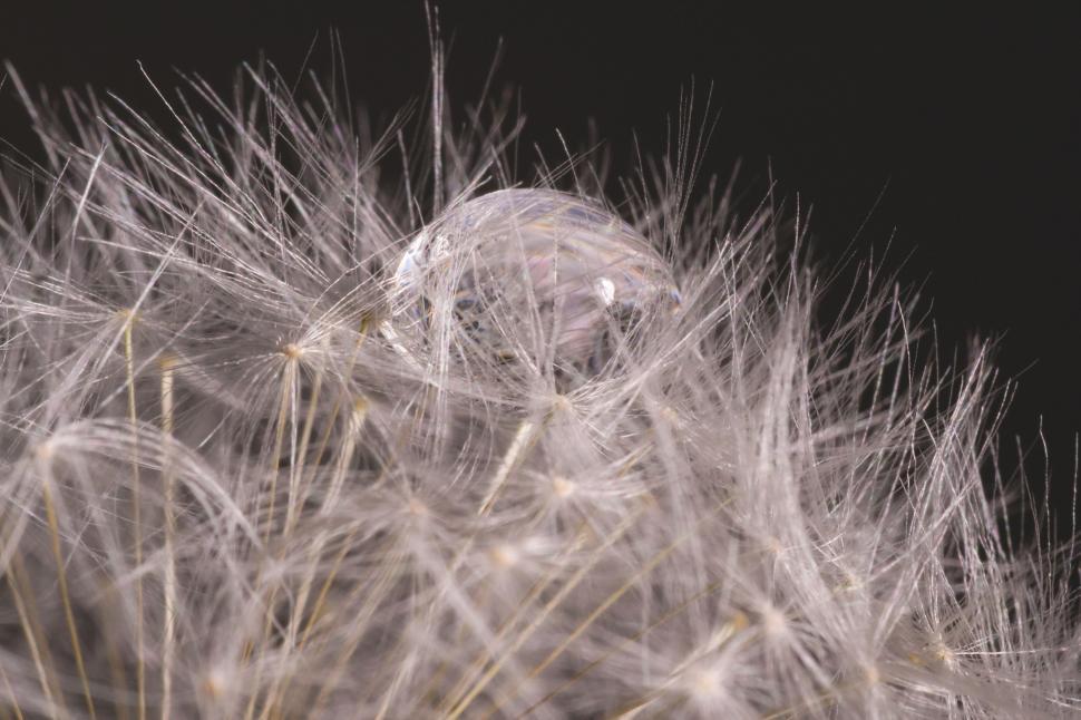 Free Image of Dandelion seeds 