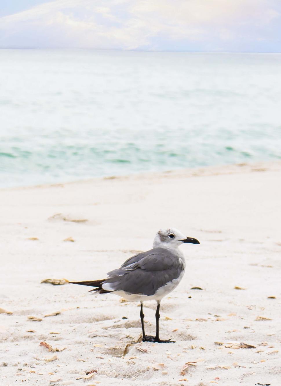 Free Image of Bird on Sand  