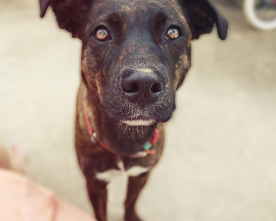 Free Image of Boxer Dog  