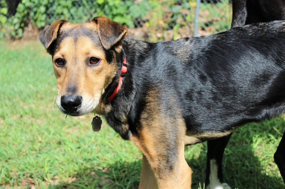Free Image of German Shepherd 