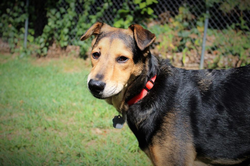 Free Image of Brown black dog - eye contact  