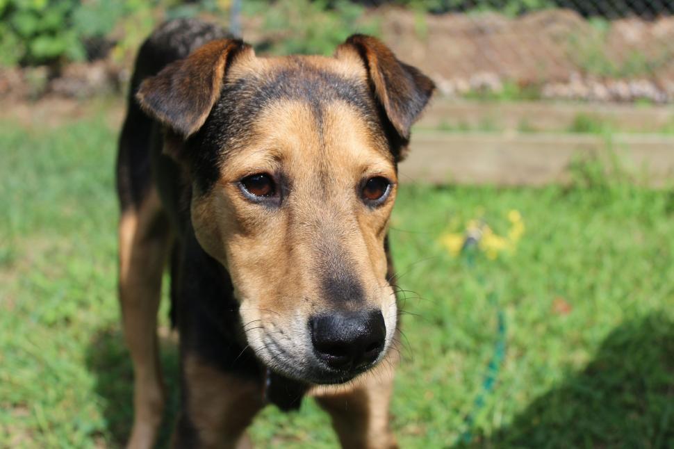 Free Image of Rescue dog in park  