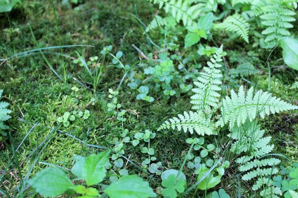 Free Image of Fern Plants  