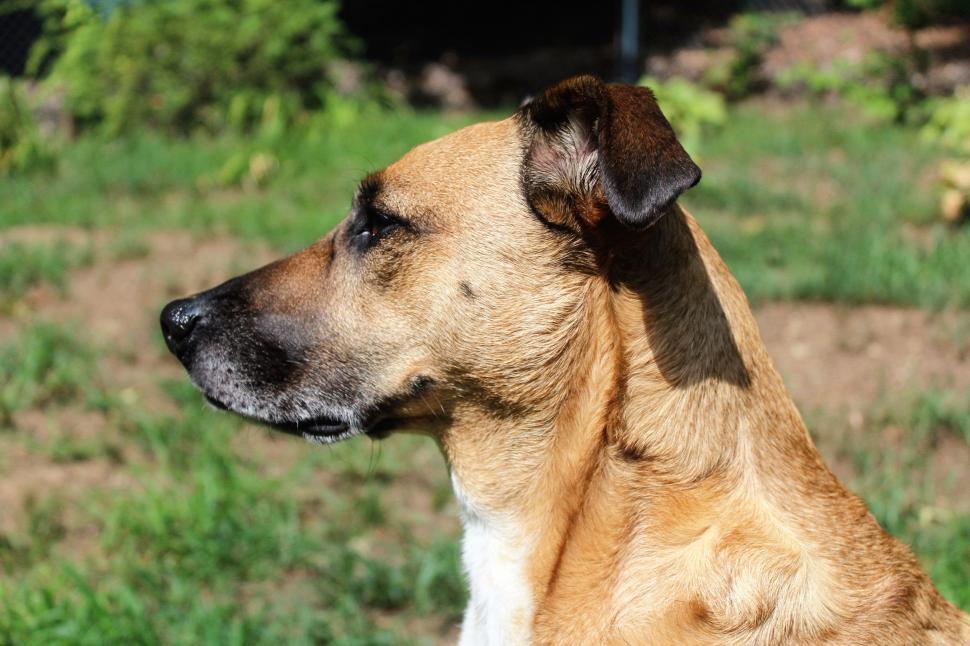 Free Image of Brown Dog  