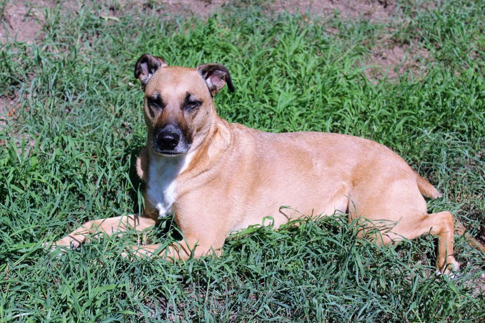 Free Image of Dog on Grass  