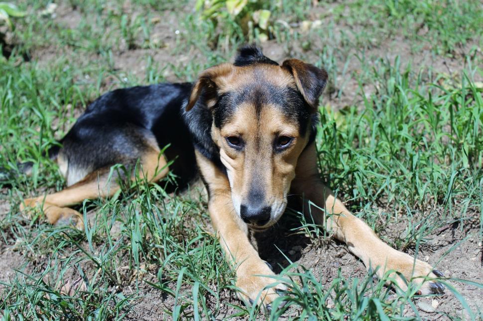 Free Image of German Shepherd Dog  
