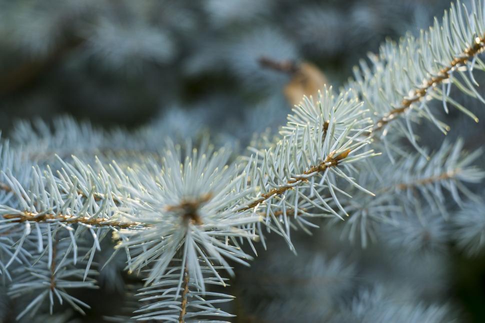 Free Image of Pine Flowers 