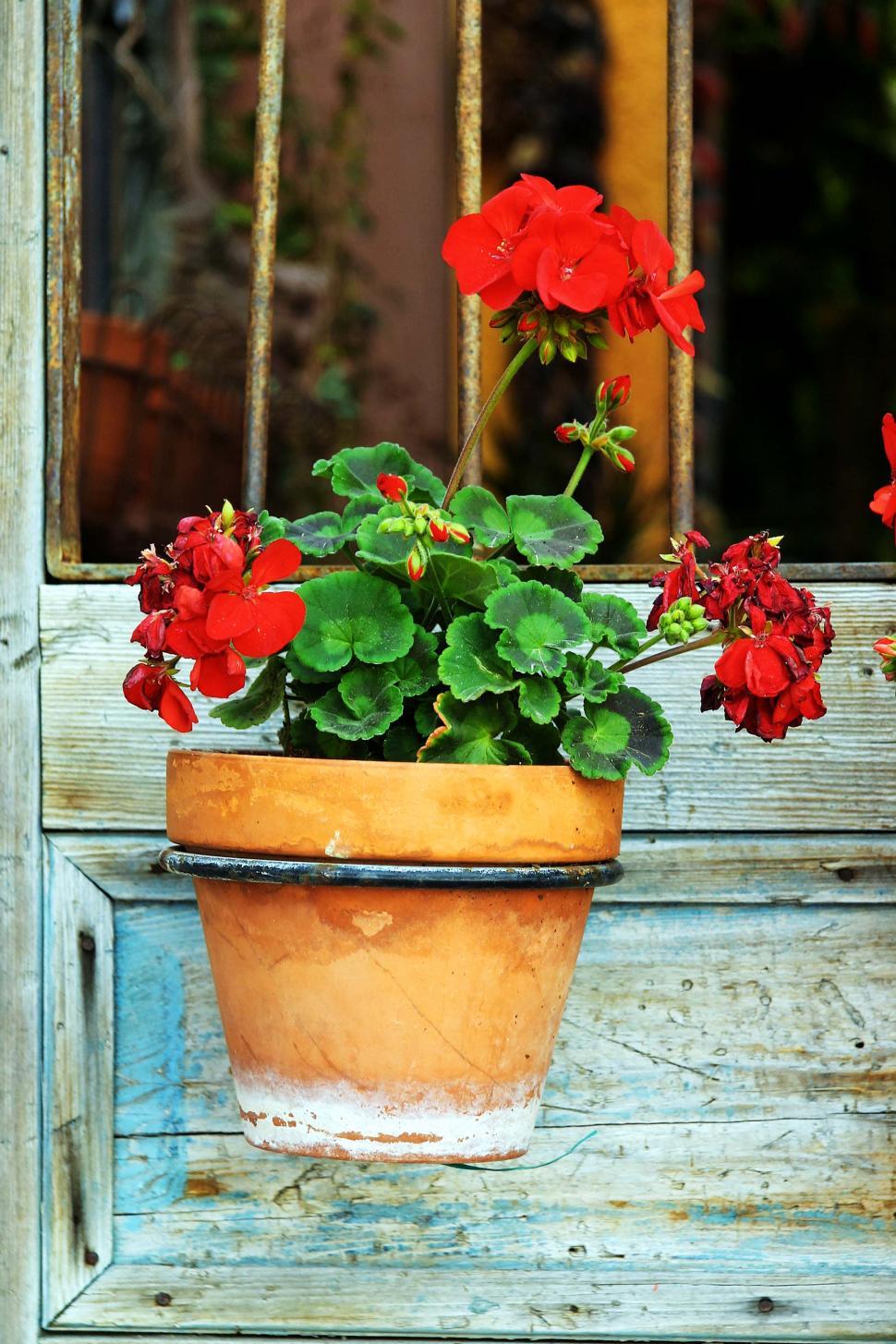 Free Image of Flowerpot in hanger 