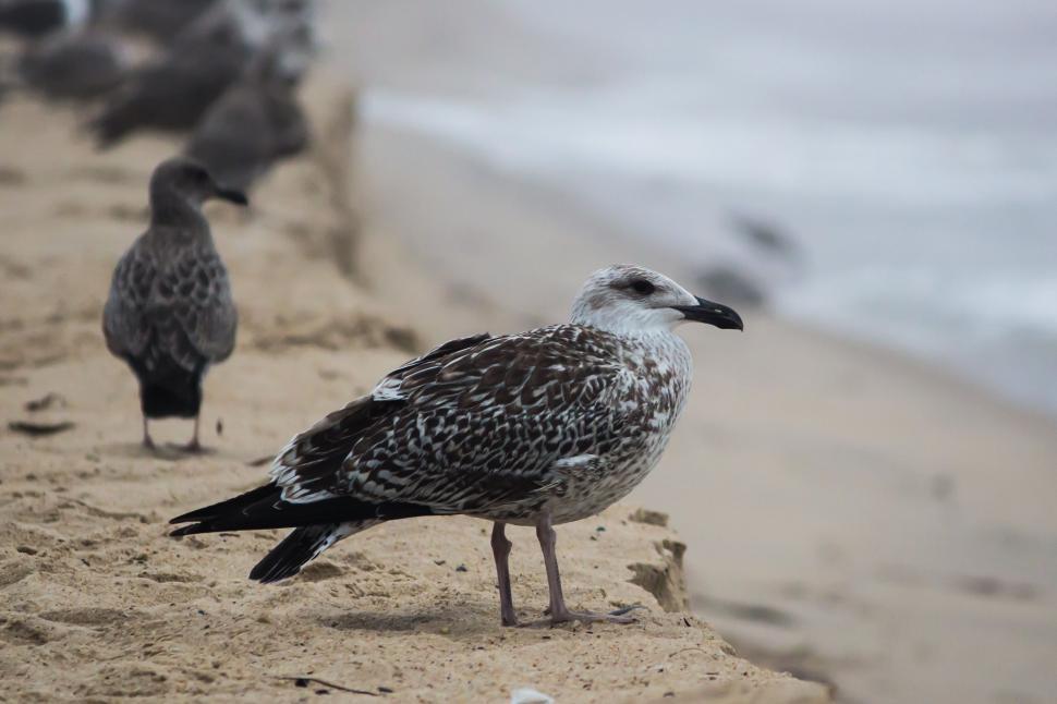 Free Image of Caspian gull 