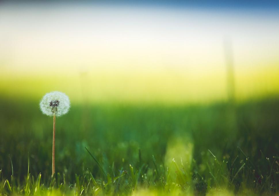 Free Image of Single Dandelion  