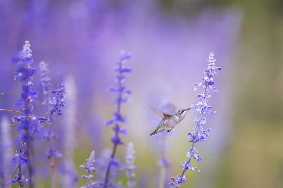 Free Image of Single Hummingbird 