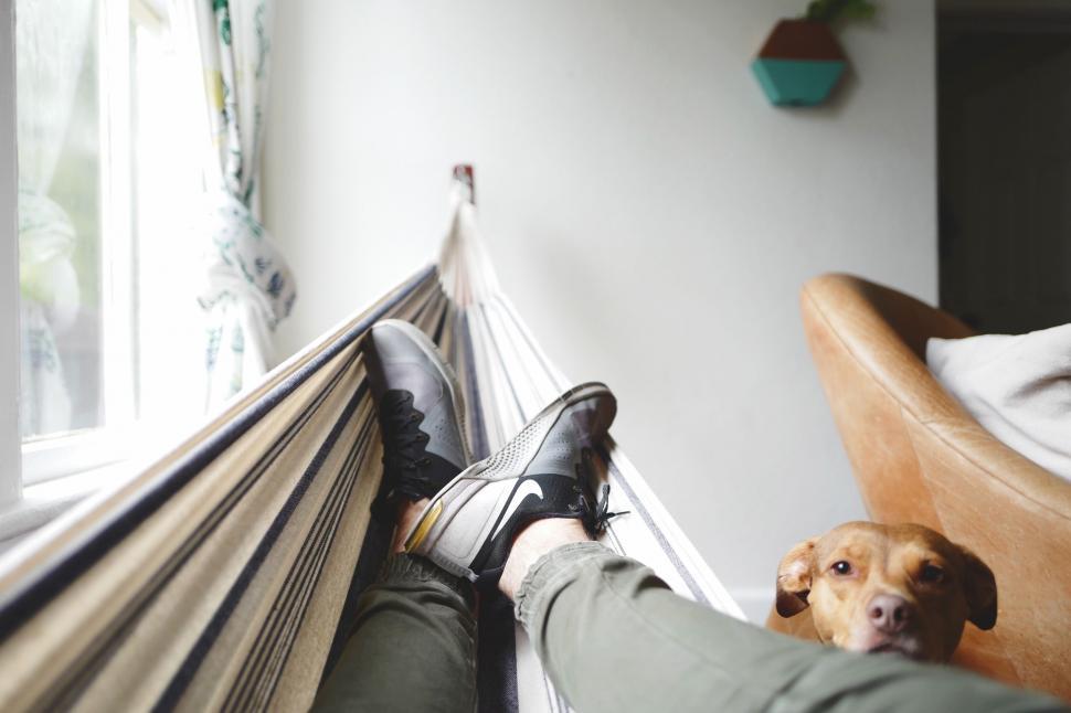 Free Image of Nike Shoes on Hammock with Dog 