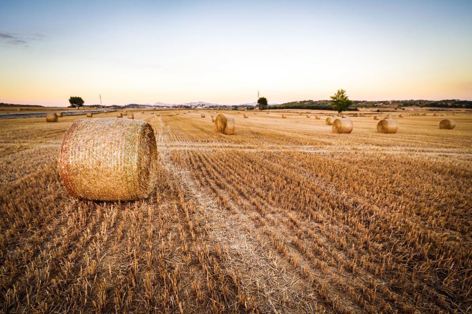 Free Image of Rolled hay bales 