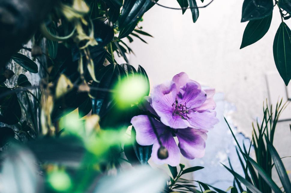 Free Image of Purple Flower 