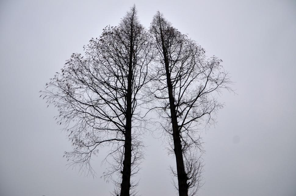 Free Image of Dried Trees  