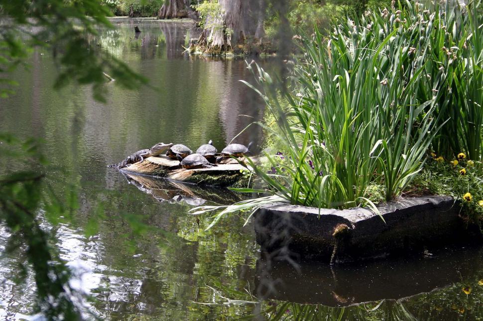 Free Image of Turtles and Cayman 