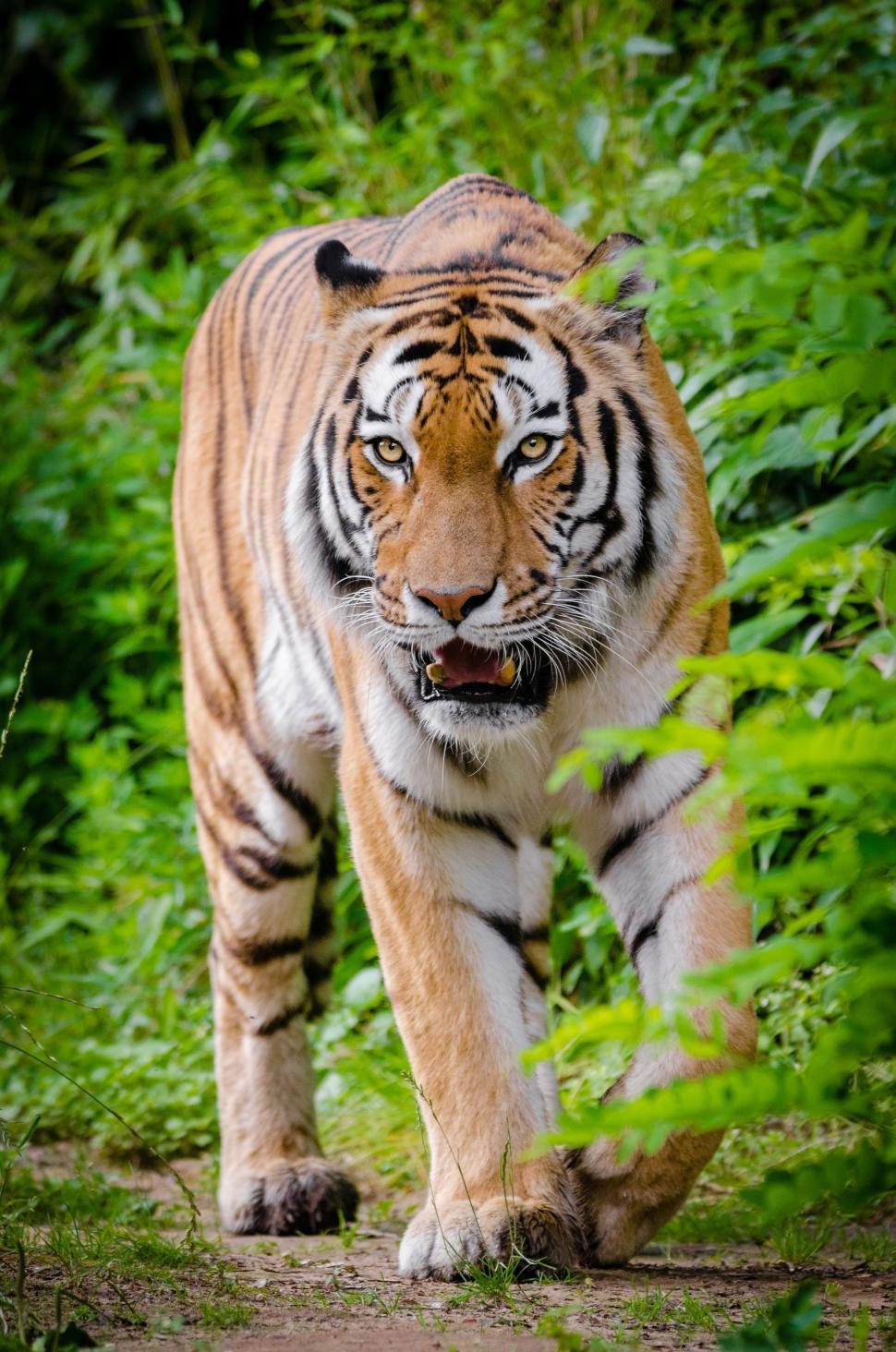 Free Image of Single Tiger 