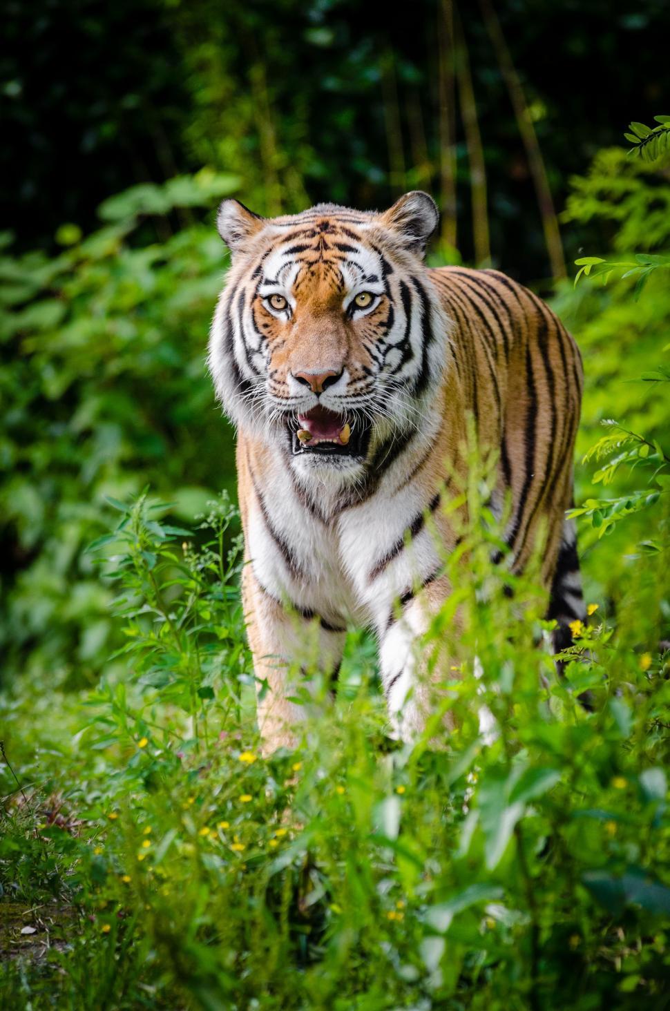Free Image of View of Staring Tiger  