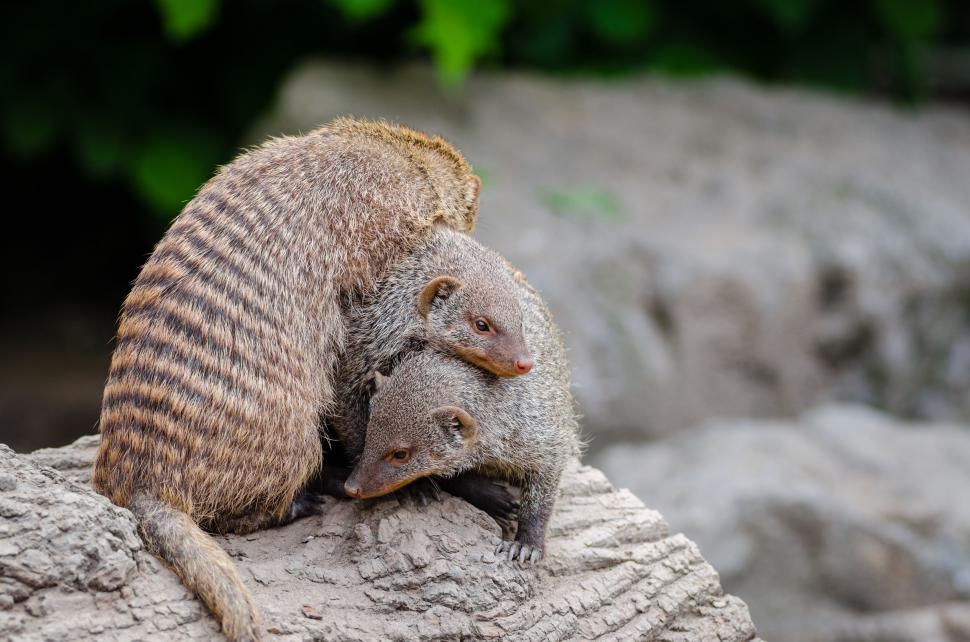 Free Image of Mongoose on rock  