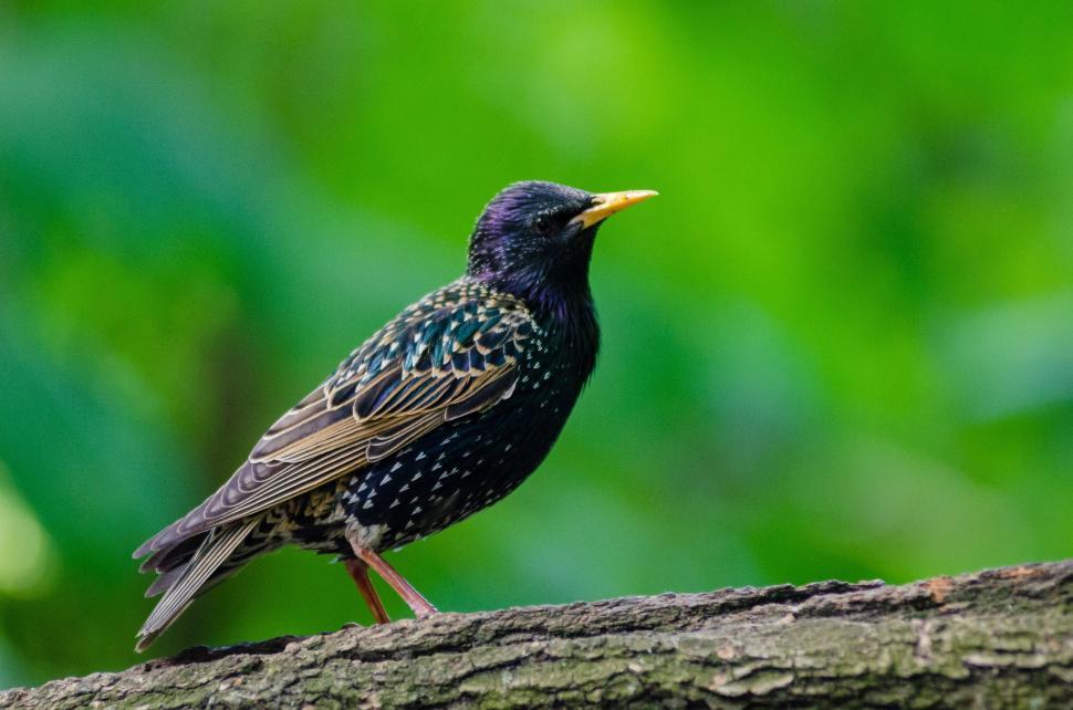 Free Image of White Dotted Bird 