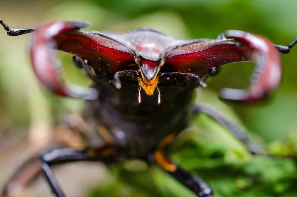 Free Image of Beetle antenna 