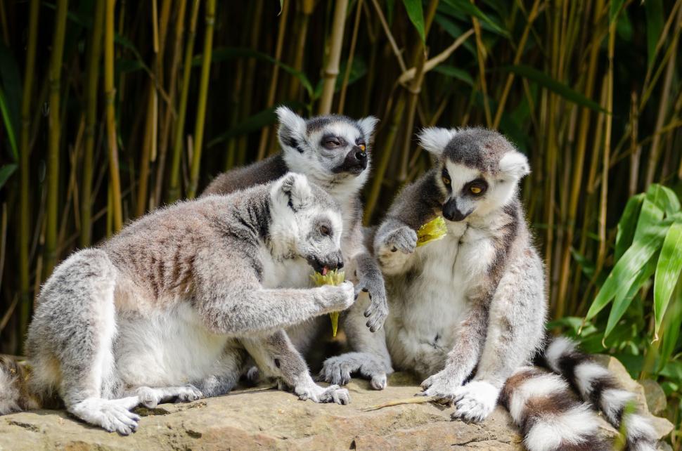 Free Image of Group of Lemur  