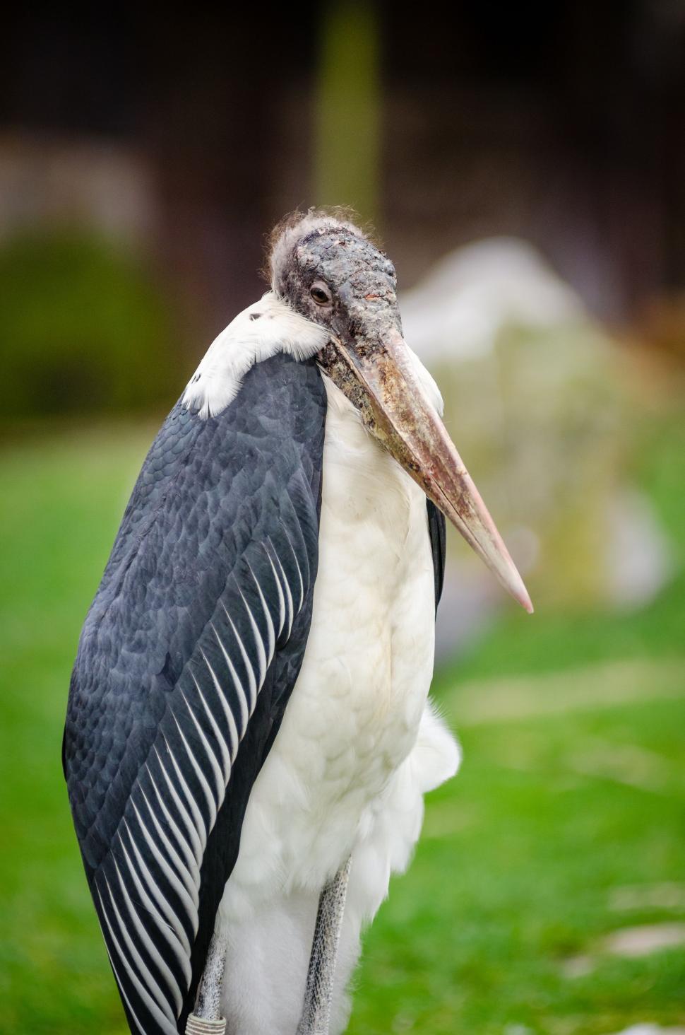 Free Image of Bird with Long Beak  