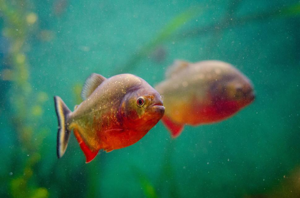 Free Image of Fish in aquarium 
