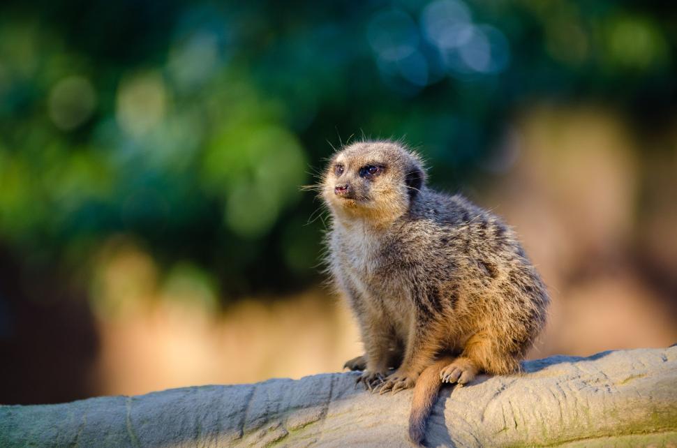 Free Image of Single Lemur  
