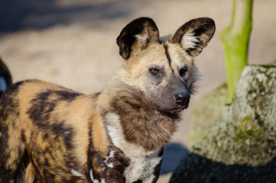 Free Image of African wild dog 