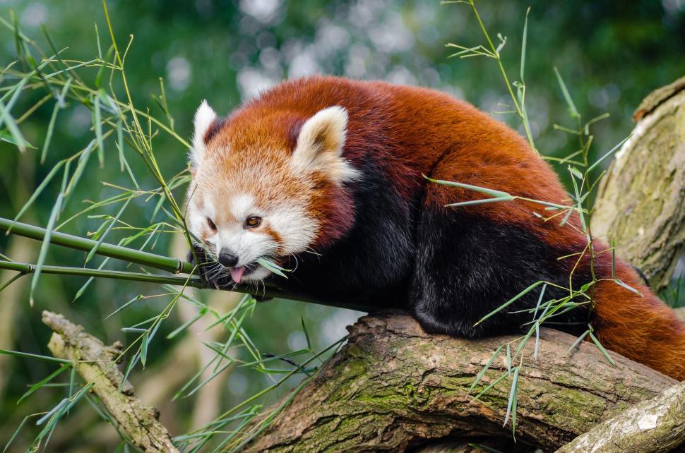 Free Image of Red Panda with Mouth Open  