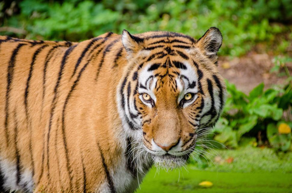 Free Image of Tiger in Green Forest  