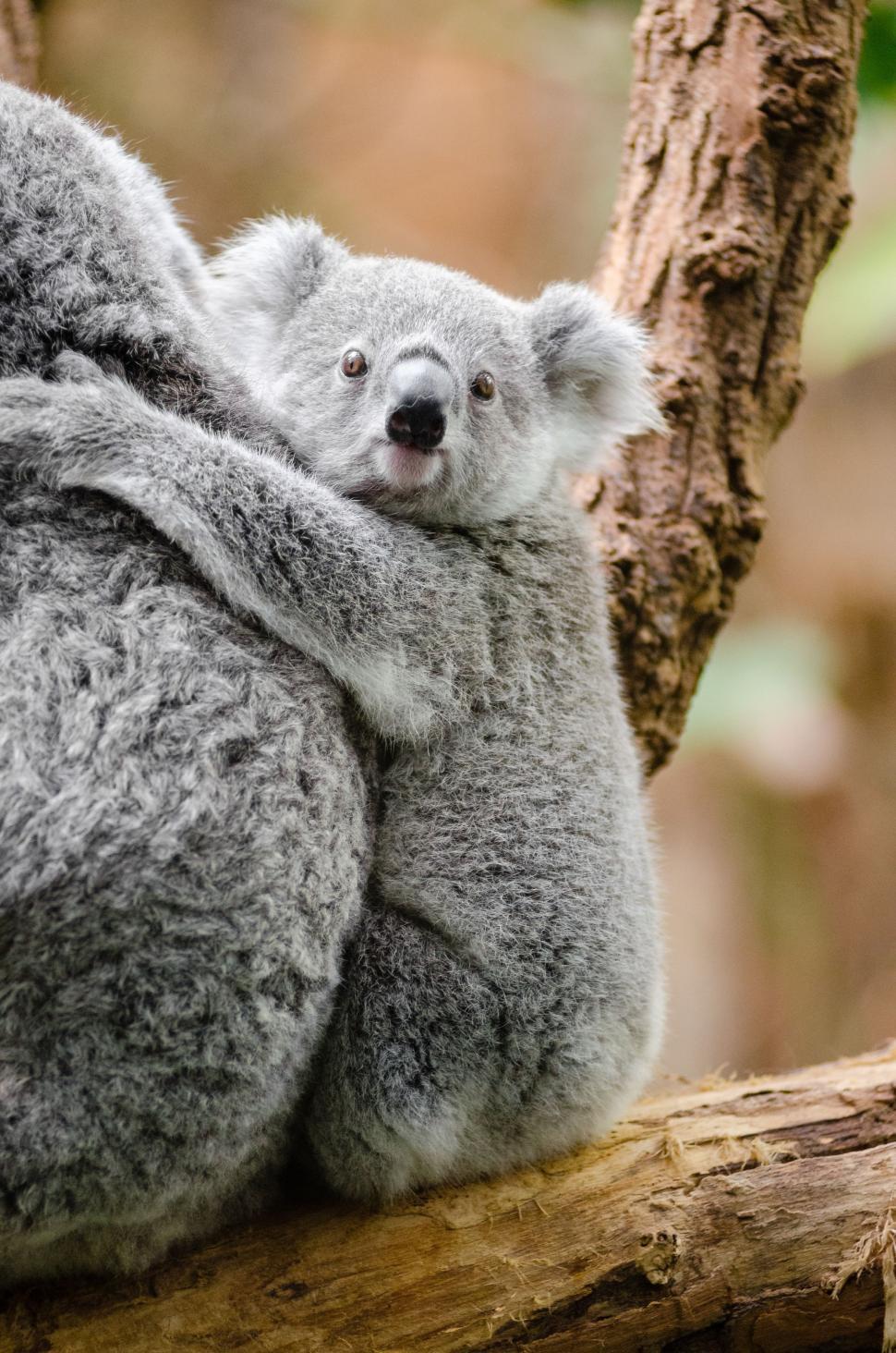 Free Image of Hugging Koala 