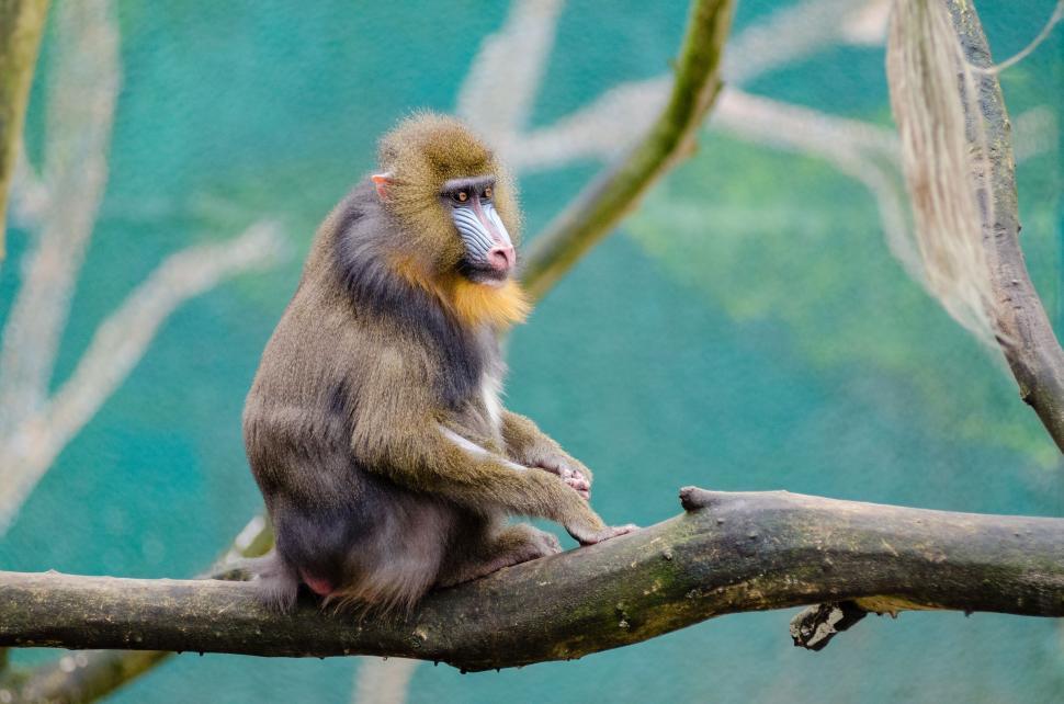 Free Image of Mandrill (Monkey) 