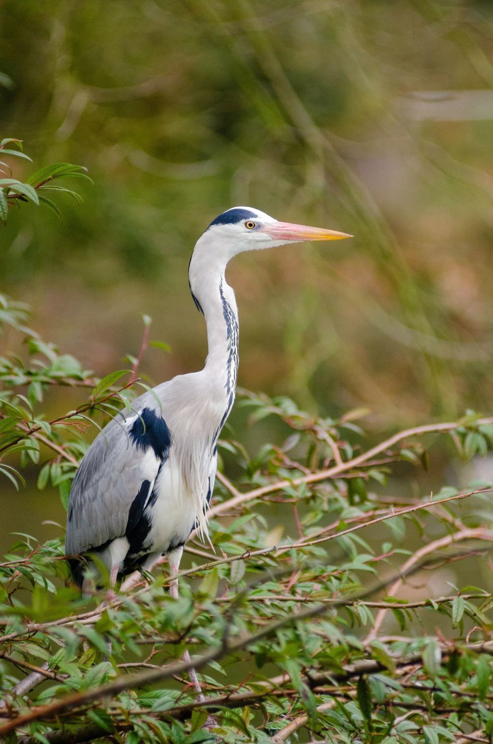 Free Image of Grey heron 